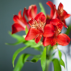 Red alstroemeria flowers with green leaves on gray background in sun light close up, bright pink lily flower bunch for decorative holiday poster, red lilies floral arrangement for greeting card design