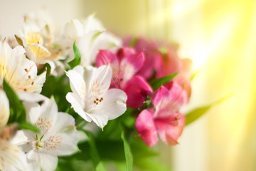 Obraz na płótnie Canvas Pink and white lily flowers on blurred sun rays background close up, soft focus flower arrangement in bright morning golden sunshine light, beautiful holiday artistic sunny floral image, copy space