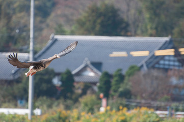 White-fronted geese flying, Izunuma, Miyagi prefecture, Japan