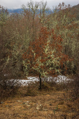 Bushes and trees in the mountains in north of Greece in off season