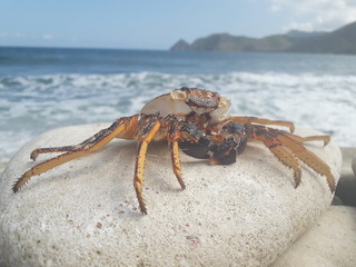 My friend crab