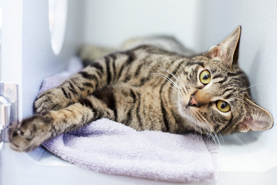 A Sweet And Friendly Gray Tabby Cat Is Rolling In A Cat Condo In An Animal Shelter