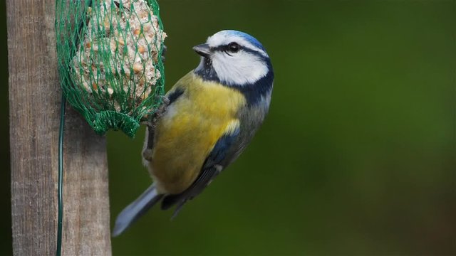 Eurasian blue tit, eating on a birdfeeder.