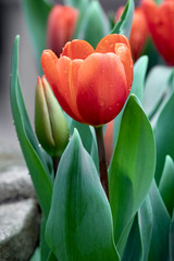 Wet Orange Tulip