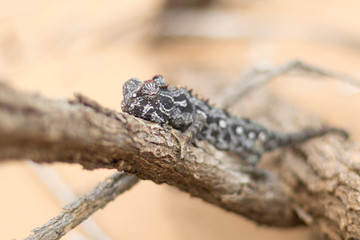 Chameleon in Dorob National Park