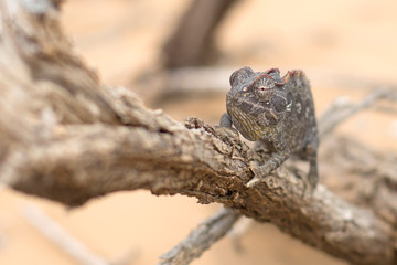 Chameleon in Dorob National Park