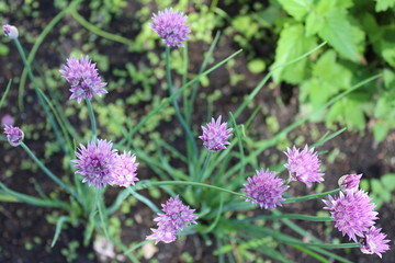 flowers in the garden