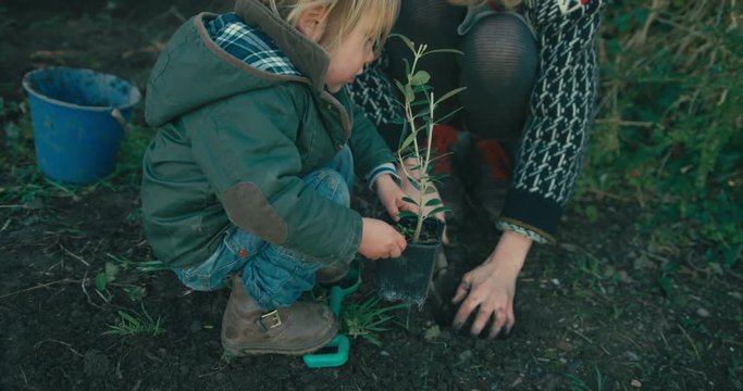 Mother and toddler planting a tree in their garden