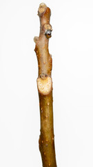 Leaf scar, interesting characteristics of Ailanthus altissima plant, white background.