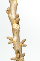 Leaf scar, interesting characteristics of Juglans regia plant, white background.