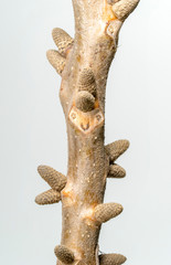 Leaf scar, interesting characteristics of Juglans regia plant, white background.