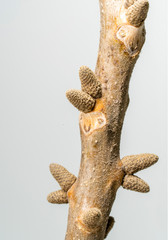 Leaf scar, interesting characteristics of Juglans regia plant, white background.