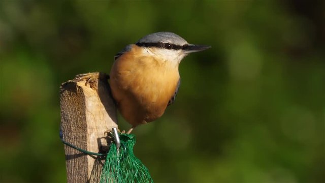 Eurasian nuthatch or wood nuthatch, (Sitta europaea) eating on a birdfeeder