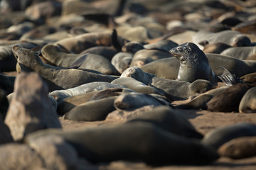 Seal at Cape Cross Seal Colony