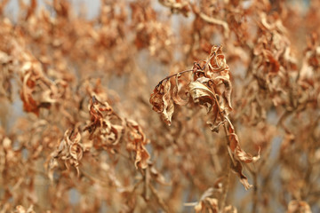 Close up dry tree leaves and bushes background.