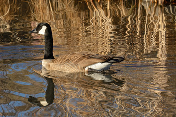 Canada goose swimming in lake with late afternoon golden reflections of dry dead winter grasses