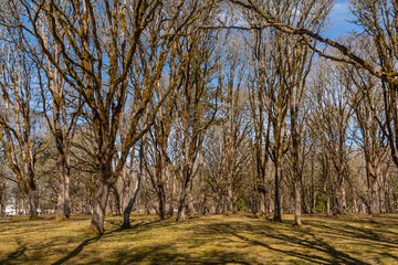 Fototapeta premium Beautiful bare trees in field in spring