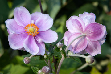 Two pink mauve anemone flowers (Ranunculaceae) are seen from both front and back as they enjoy the sunshine.