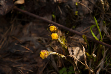 coltsfoot