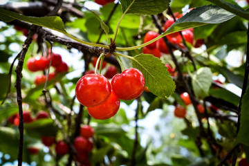 ripe red cherries on the tree