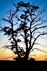 silhouette of a tree in sunset