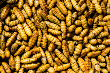 Asia, Cambodia, China - East Asia, Thailand, Animal