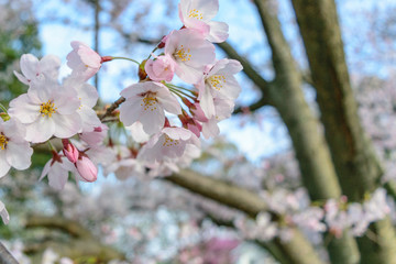 桜