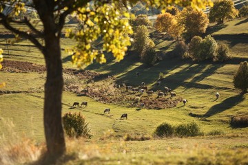Autumn forest nature. Vivid morning in colorful forest with sun rays through branches of trees.savsat/artvin/turkey