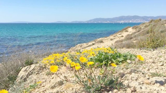 Yellow salt resistant wildflowers in the wind, Sea Daisy, Mediterranean Beach Daisy, Gold Coin Asteriscus maritimus, against blue turquoise Palma bay on a sunny day in March, Mallorca, Spain