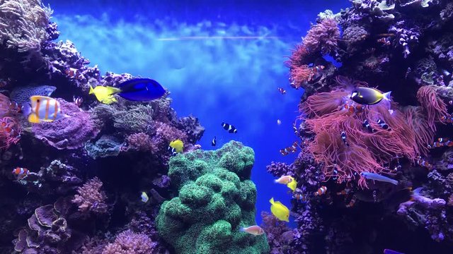 A large tropical fish aquarium teeming with life.
