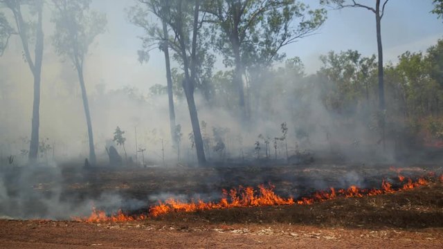 Bushfire next to road