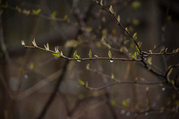 leaves of a tree