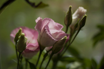 pink roses