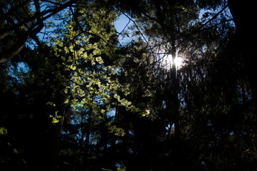 summer forest