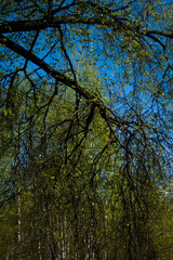 willow