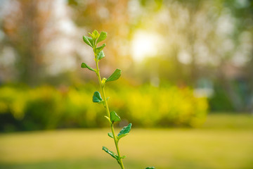green leaves of tree in spring, A small tree in the garden blurred background.