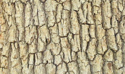 Wood Texture