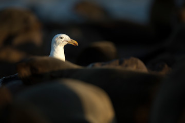 Seagull scavenging in a seal colony