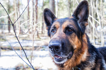 Dog German Shepherd in the forest in an early spring
