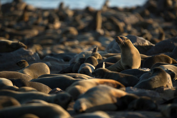 Fototapeta premium Cape Fur Seal
