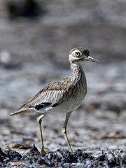 Senegal thick-knee (Burhinus senegalensis)
