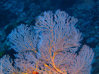 Naklejka na ściany i meble The amazing and mysterious underwater world of Indonesia, North Sulawesi, Bunaken Island, gorgonian coral
