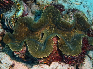 The amazing and mysterious underwater world of Indonesia, North Sulawesi, Bunaken Island, clam