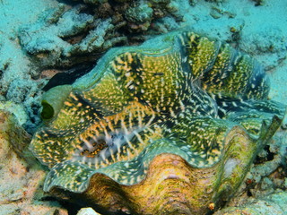 The amazing and mysterious underwater world of Indonesia, North Sulawesi, Bunaken Island, clam