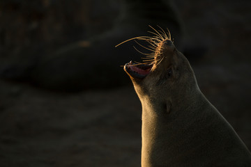 Seal at Cape Cross Seal colony