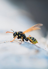 wasp or yellow jacket