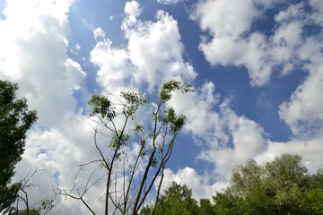 tree branches blooming against the sky