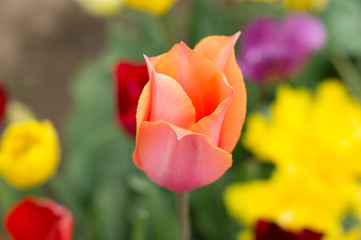 Fototapeta na wymiar pink tulip in the garden