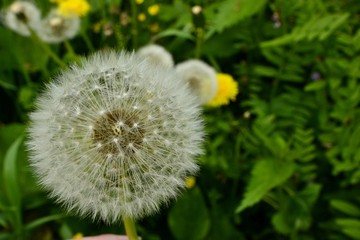 Dandelion in the Park in summer