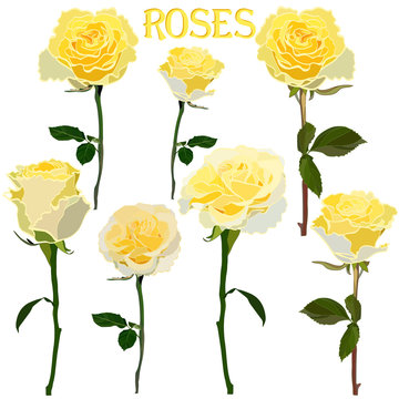 set of images of yellow roses on a stem isolated on a white background